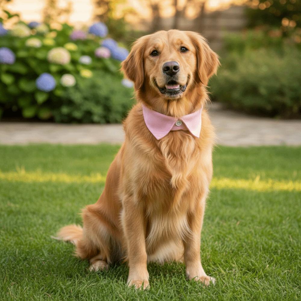 Adjustable Cat Dress Collar Breathable Pet Tie Pet Tuxedo Ties Collar  Formal Occasions