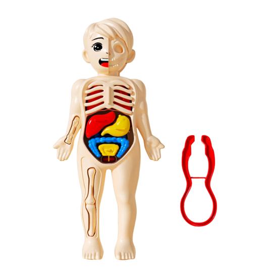 

Детская модель тела человека с пинцетом, обучающая игрушка для изучения структуры тела и внутренних органов, набор для сборки частей тела, 3D инструмент для изучения анатомии и физиологии 1 Set