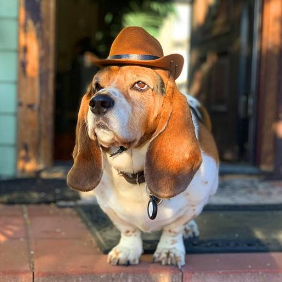 Pet Hat Dog Western Cowboy Hat Pet Triangle Scarf Photo Prop PetAccessorie E