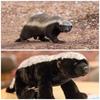 Stuffed Doll Badger Honey Toy Wild Animal Simulation Badger Badger Mongoose Plush  Boys Girls