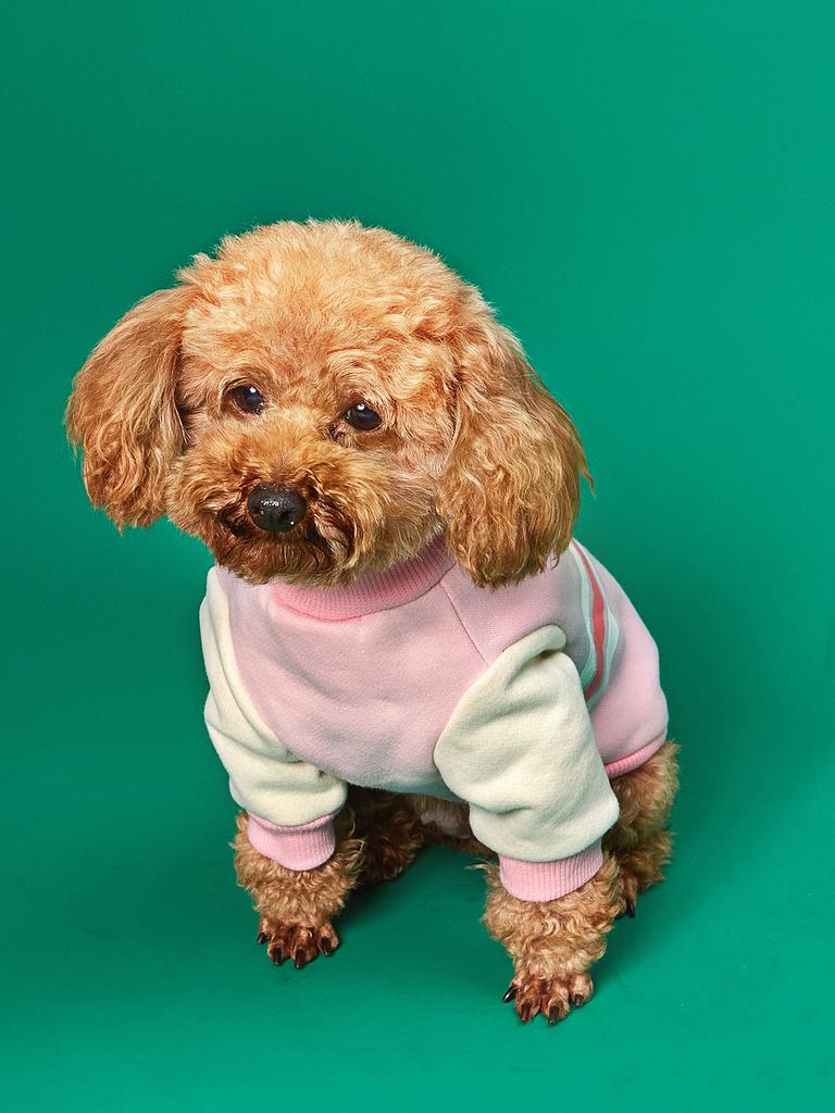 Pet Clothes for Dog Cat Puppy Hoodies Coat Wavy Line Sweatshirt Dog  Outfits for Small Medium Dog Cat Cloth