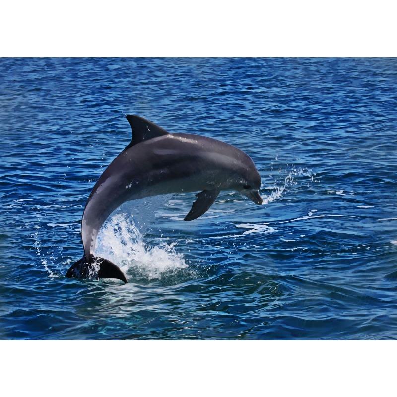 Leaping Dolphins Wall Pictures Canvas Painting Wall Art Natural Sea Life Posters and Prints for Living Room Home Decor Mural