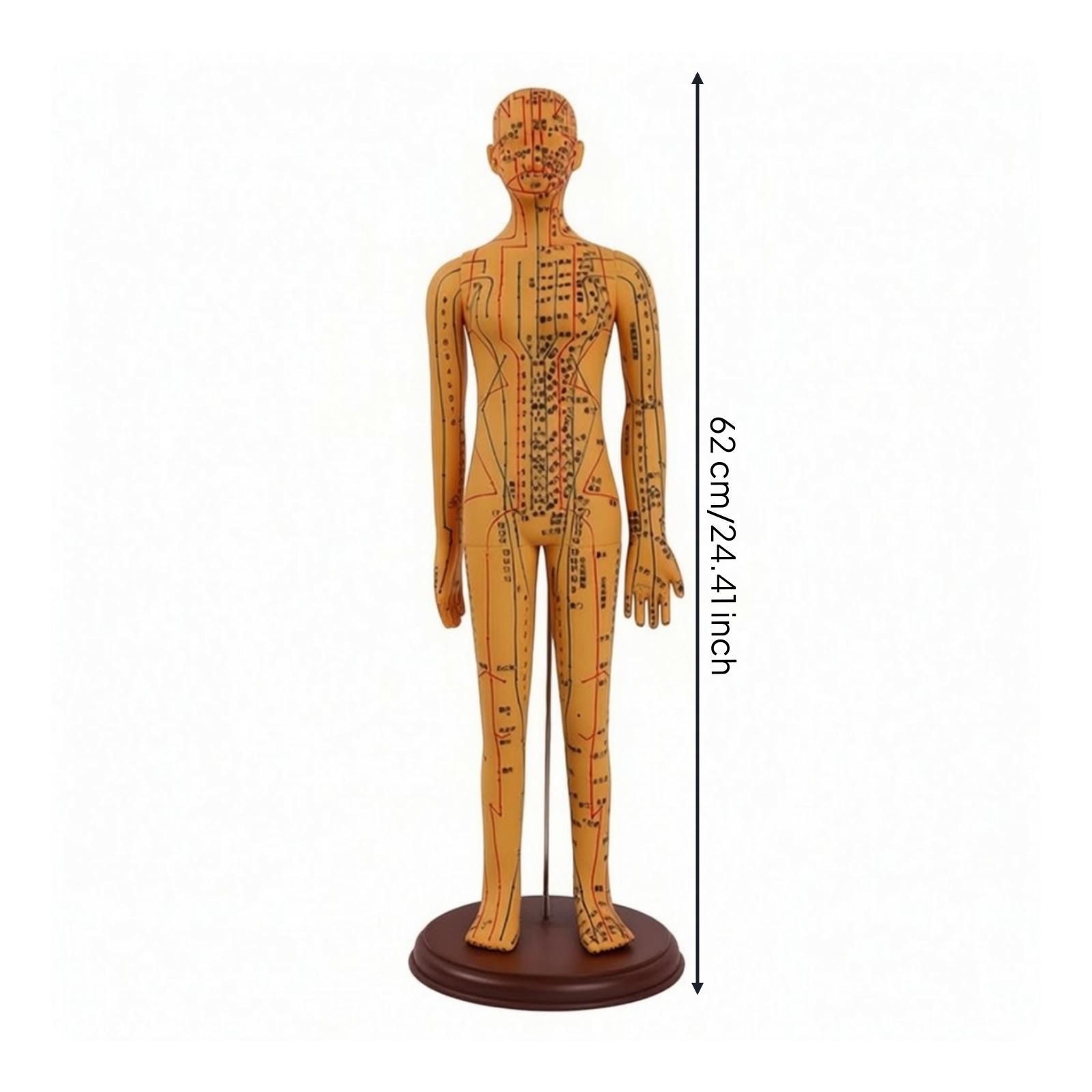 Acupuncture Model 62 Cm Meridian Mannequin