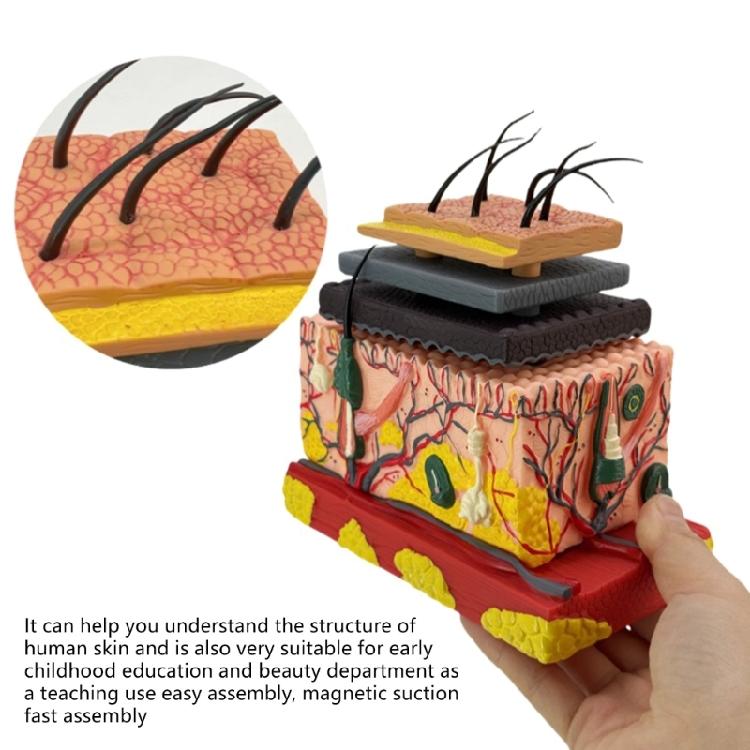 Anatomisches Modell der menschlichen Haut mit Haaren Hautmodell für den Unterricht im Klassenzimmer Anzeige