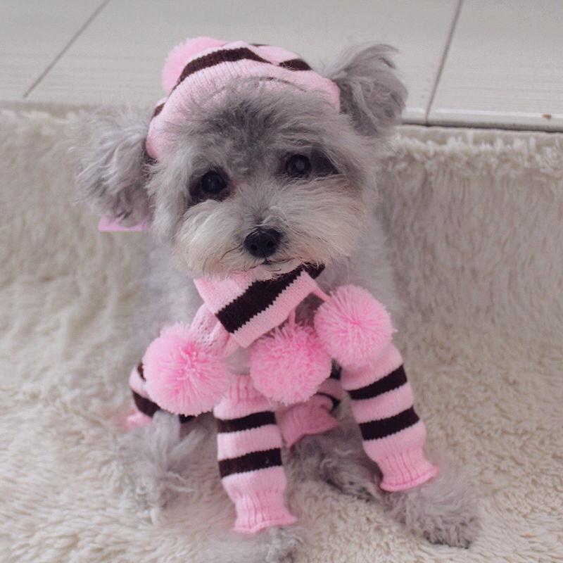 Pet Winter Warmth Set: Knitted Hat Scarf Paw Covers Small Dogs Cats Rainbow Pink Brown Yellow
