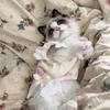 Pet Lace Camisole Printed Vest Cute Dress Teddy Home Clothes Cat Toddler Camisole Skirt Puppy Clothes Cooling Vest for Dog