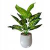 Artificial Plant Flower In A Pot For Home Office Realistic Dieffenbachia