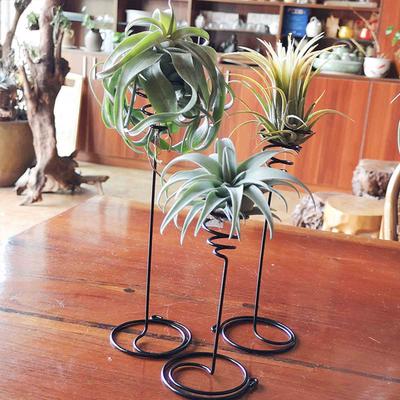 3 Stück Tillandsia Behälter Pflanzgefäß Regale Schreibtisch Wohnheim Luftpflanzen Halter Ständer Tischplatte Pflanzgefäß Display Zimmerpflanzen Büro Wohnheim