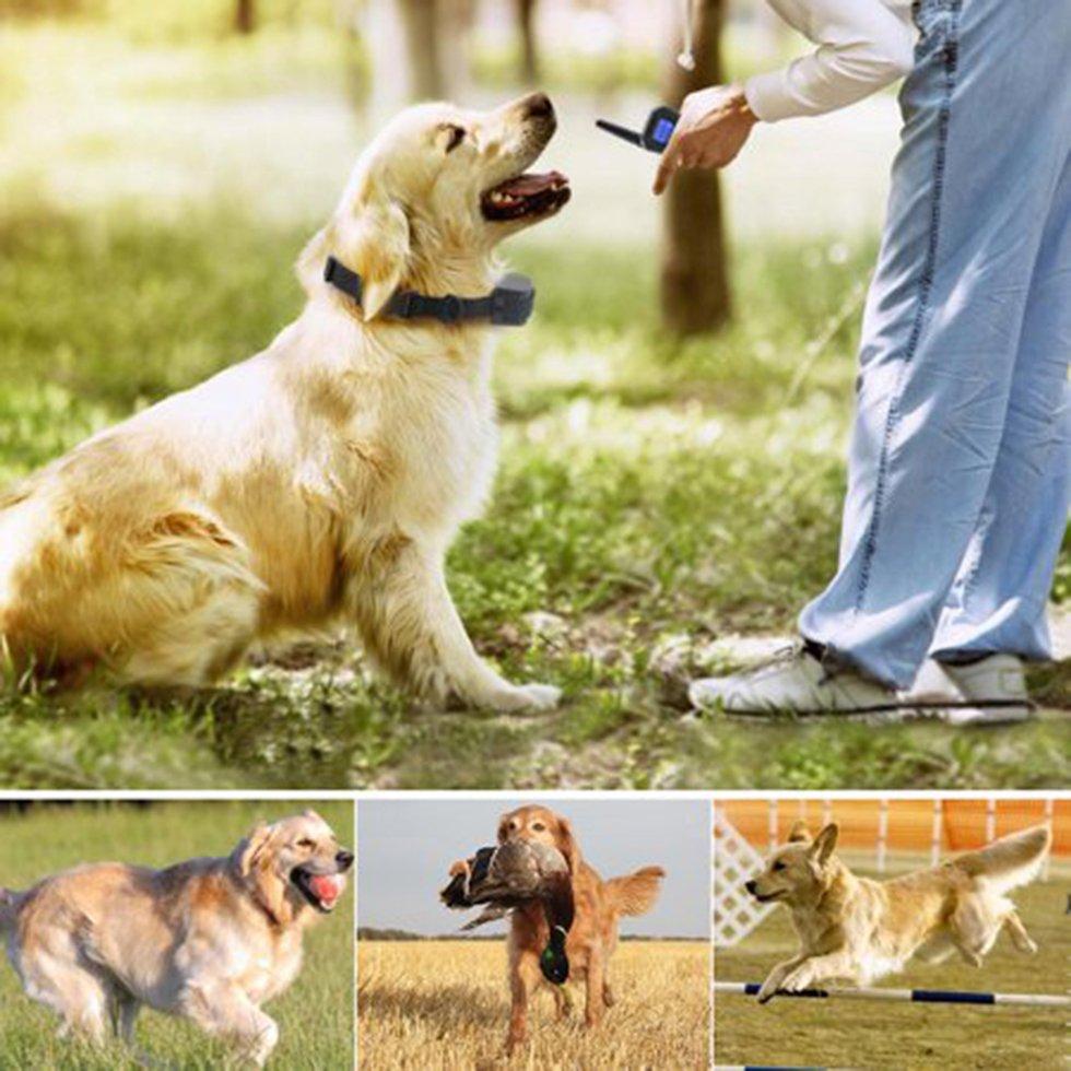 retriever training collar