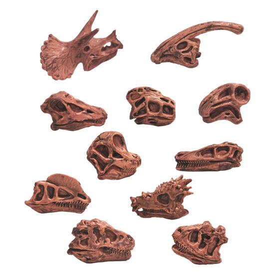 11Pcs/Set Dinosaur Fossil Model High Simulation Hand-painted Vivid Carnotaurus Dinosaur Skull Fossil Figurine for Kids