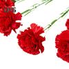 Artificial Flower 1 Branch Realistic Easy Care 5 Forked Beautiful Romantic Wedding Artificial Carnation Party Supplies