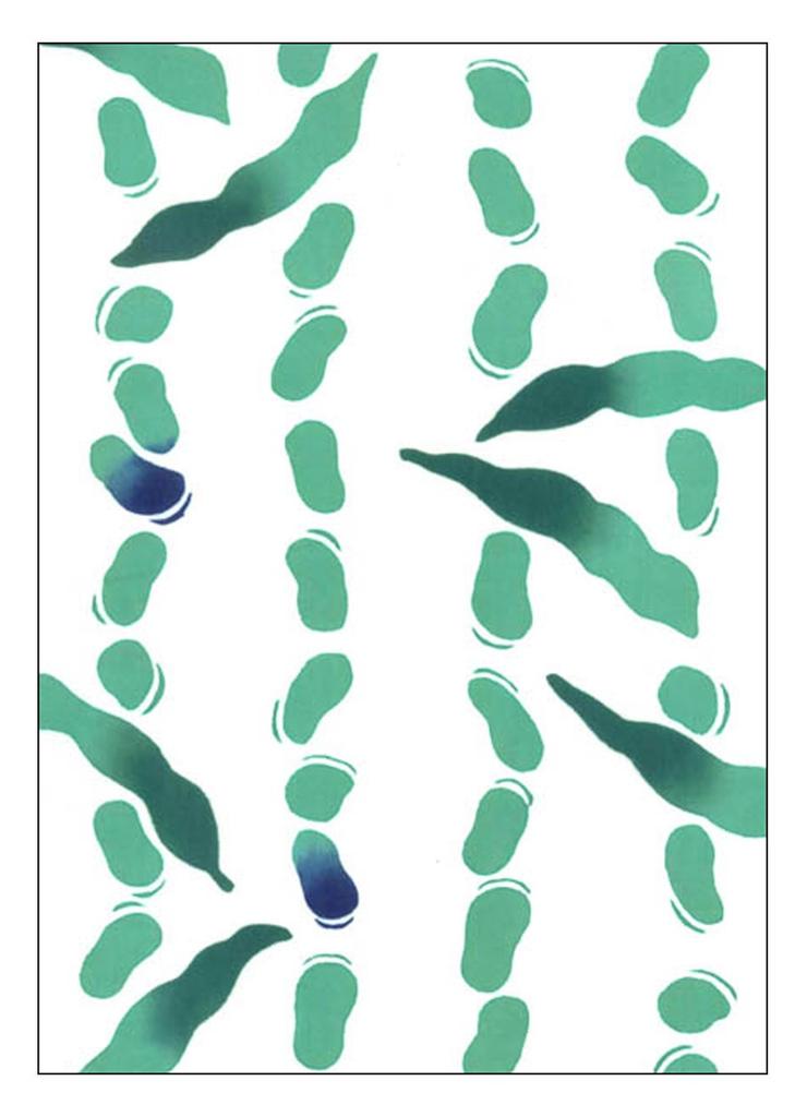 Edoten Etchu Fundoshi Tillverkad i Tenugui Snygg Japansk En Storlek Passar Bönmönster (Ländskynke) Japan, 100% Bomull, Mönster, Mönster, Herr, Alla,