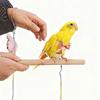 Anti-Bite Bird Harness Leash Anti-flying Adjustable Bird Training Rope Lightweight Elastic Rope Flying Traction Straps