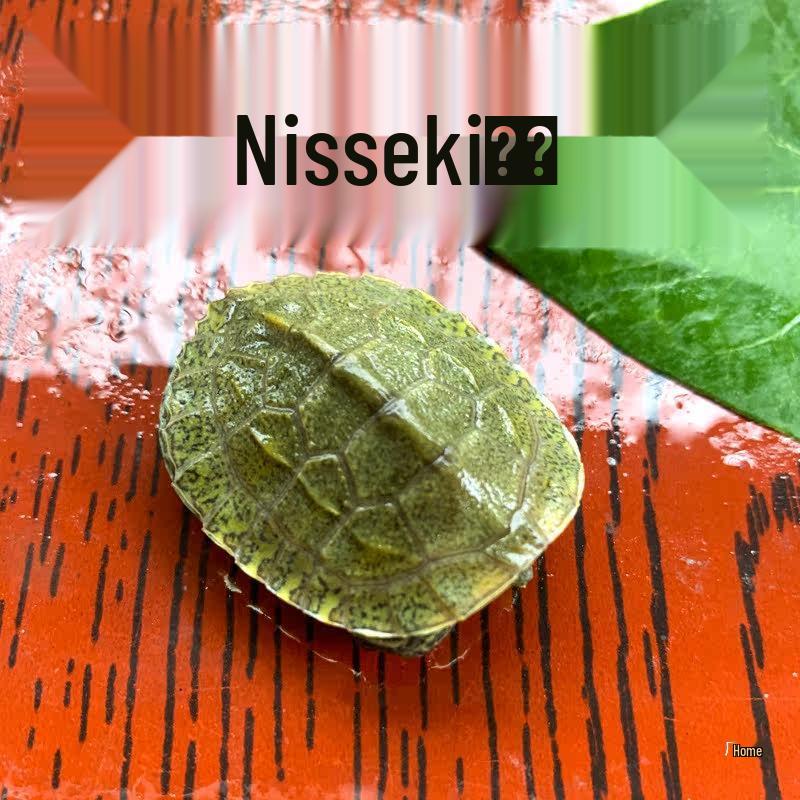 

Japanese Stone Turtle Fry - Live Omnivorous Pet and Ornamental Pond Turtle Not needed