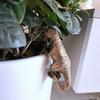 Decorated dinosaur statues, plant hangers decorated dinosaurs, cute animals, potted plants, buddies, dinosaurs, decorative hange