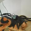 Realistic Cat Spider Outfit Skull Face Design Pet Spider Costume  for Prank Prop