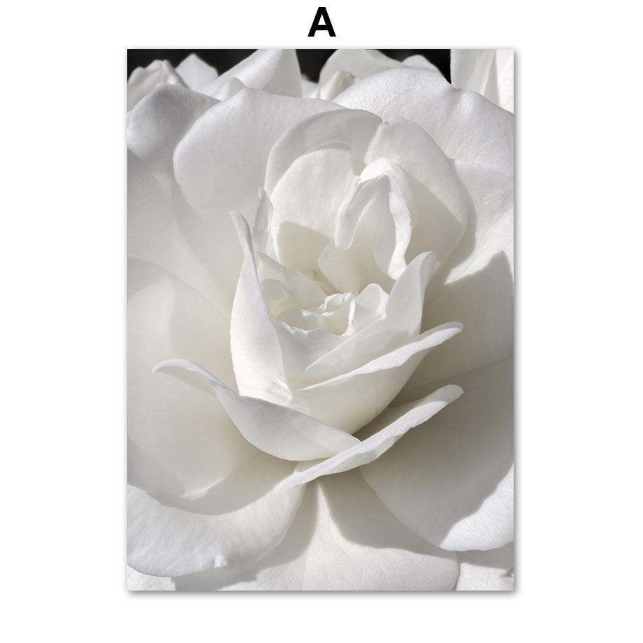 Hvit Peonrose Blomst Enkelhet Lerretsmaleri Nordiske Plakater Trykk Planter Romdekor Veggkunst Bilder Hjemmedekorasjon