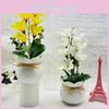 Denudata Flower Yulania Green Potted Plant For Living Room And Gift Display