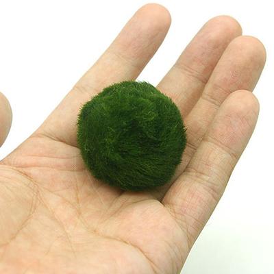 3–4 cm Marimo sūnu bumbiņas dzīvās akvārija augu aļģu zivju garneļu tvertnes ornamenta simulācijas zaļo aļģu bumbiņu mākslīgais augs