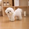 Princess Style Pet Dresses Lace Detail Pet Vest Princess Dog Skirts  For Dogs