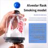 Biology Teaching Aid Demonstrating Diaphragm Action And Gas Exchange In Respiratory Large Size For Clear Instruction