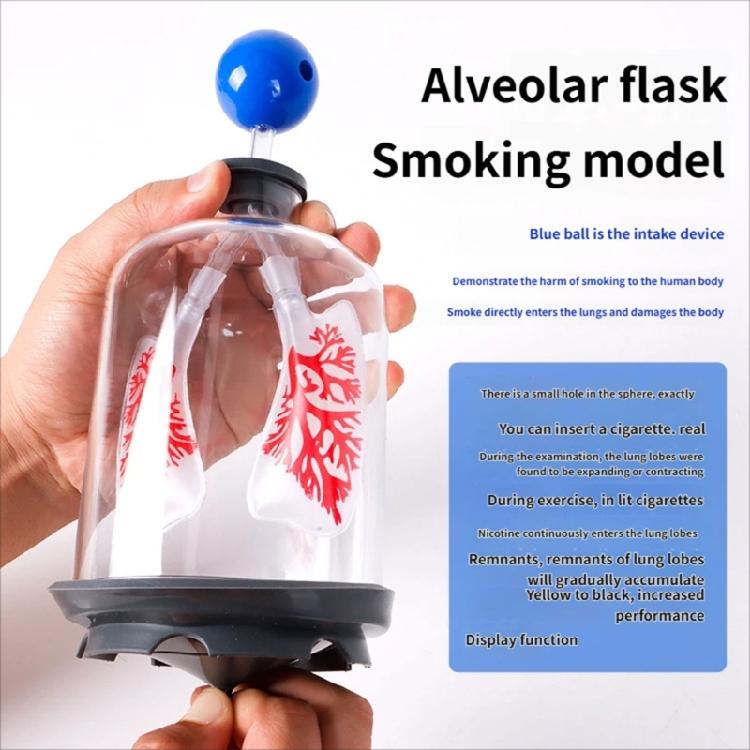 Biology Teaching Aid Demonstrating Diaphragm Action And Gas Exchange In Respiratory Large Size For Clear Instruction