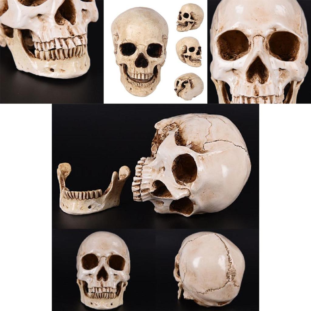 Realistic Life Size Human Anatomy White Resin Replica Skull For Halloween Decor