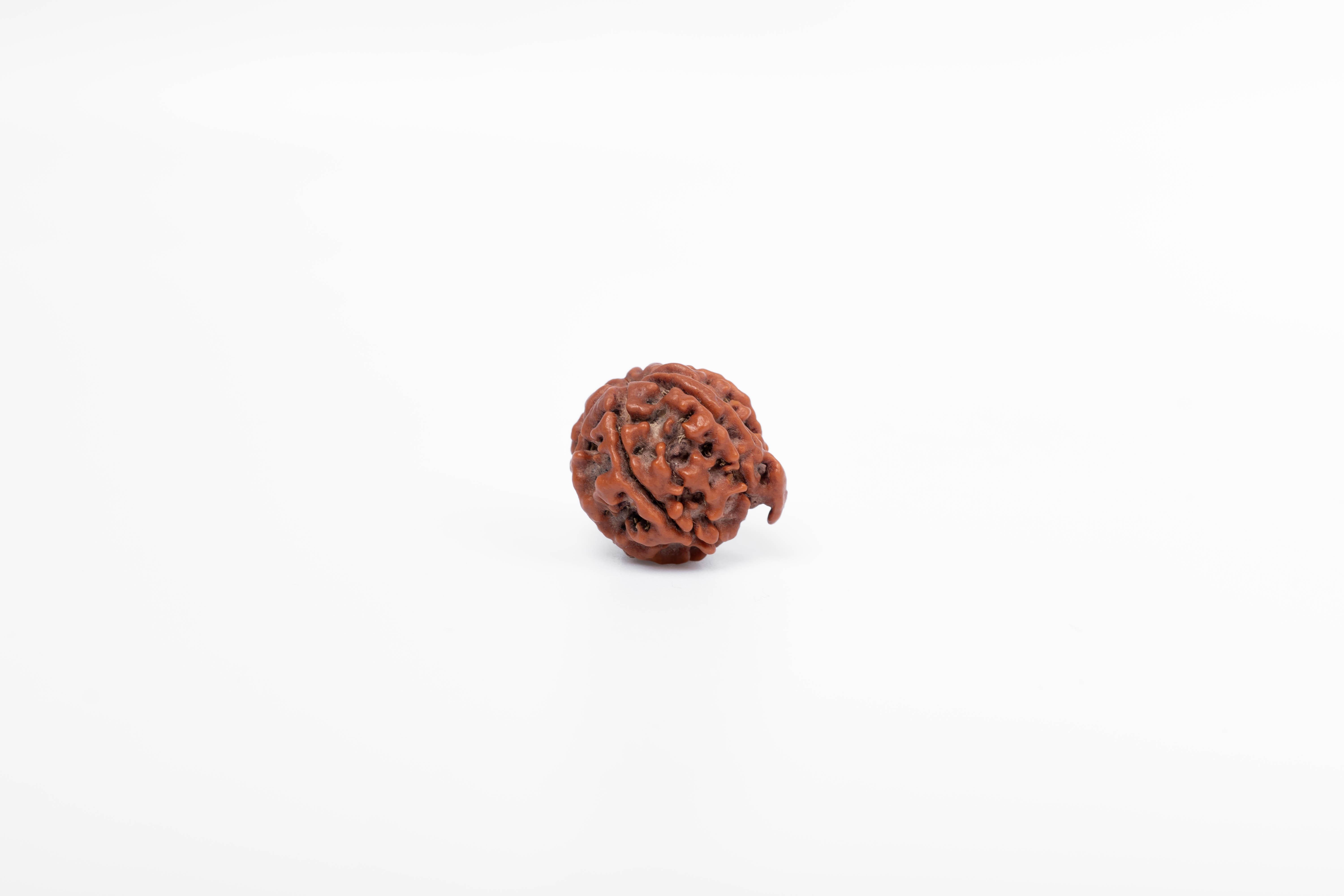 

Натуральна намистина Рудракші Ганеші – Непальське походження | Намистина для процвітання, удачі, нових починань, мудрості, фортуни та божественної благодаті | Органічна та сертифікована лабораторією 18-24 MM коричневий