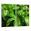 Glass Protective Stovetop Plate 2x30x52 Basil
