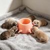 Cães – Louça para cães