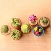 5Pcs Miniature Succulent Plant In Pot For Dollhouse Furniture Decoration Home