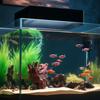 Rete di Protezione Anti-Salto per Acquario Magnetica Copertura Rete Fai-da-te Facile Installazione Copertura Rete per Acquario Rete per Acquario Tartarughe Acquario