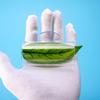 Transparent Aquarium Betta Fish Tunnel With Leaves Pad Betta Fish Tank Decorations