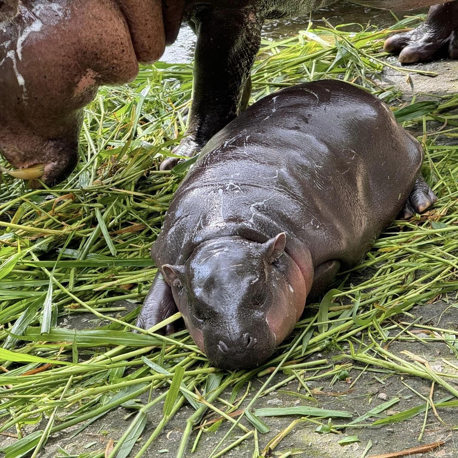 Футболка Moo Deng Tiny Baby Hippo Star Thailand Cute Pygmy Hippo Unisex для мужчин — фото 11