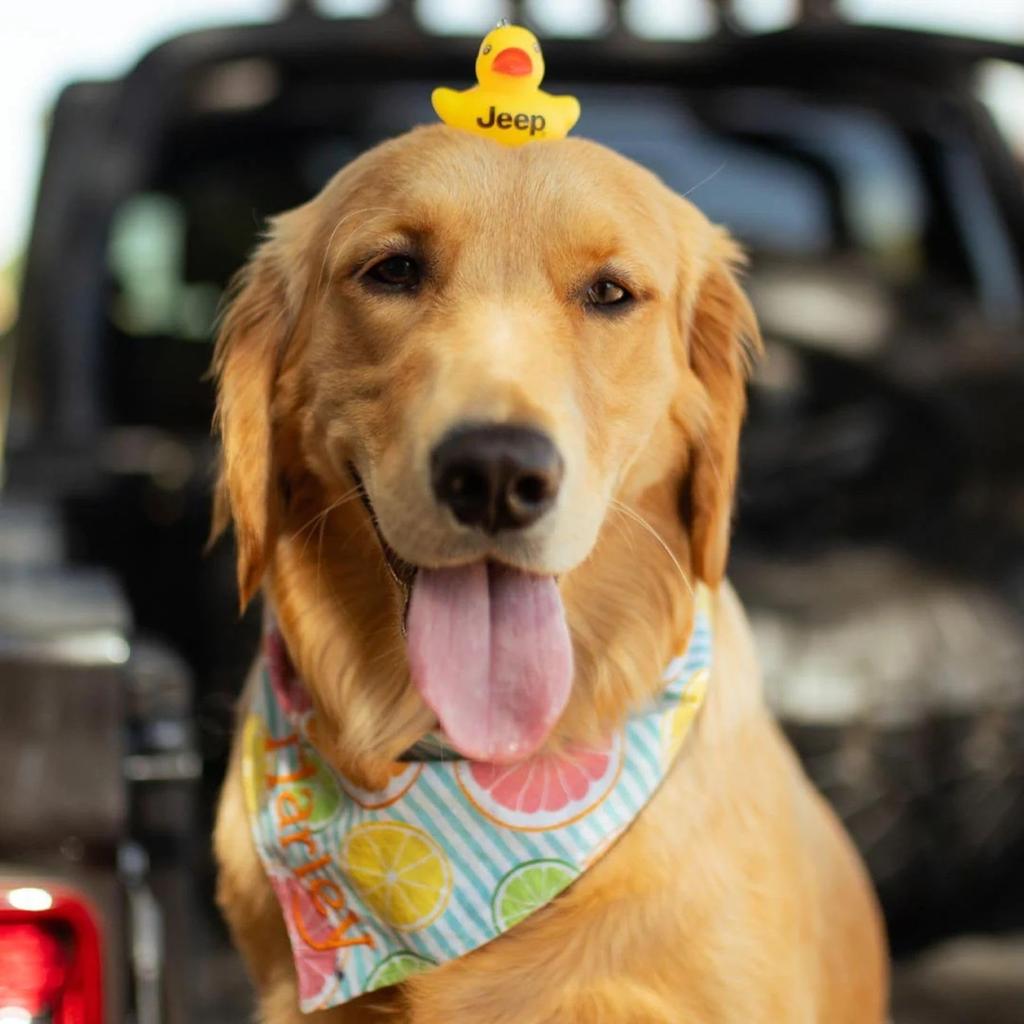 Jeep Rubber Duck Keychain - Squeaky Yellow Duck Keyring, Official Merchandise, Golden Yellow, 2 X 2.25 X 2", Goldenyellow