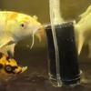 Aquariumfilter Fischtank Garnelenteich Luftpumpe Klein Biochemischer Schwamm Baumwollfilter Bio Aquarium Filterzubehör