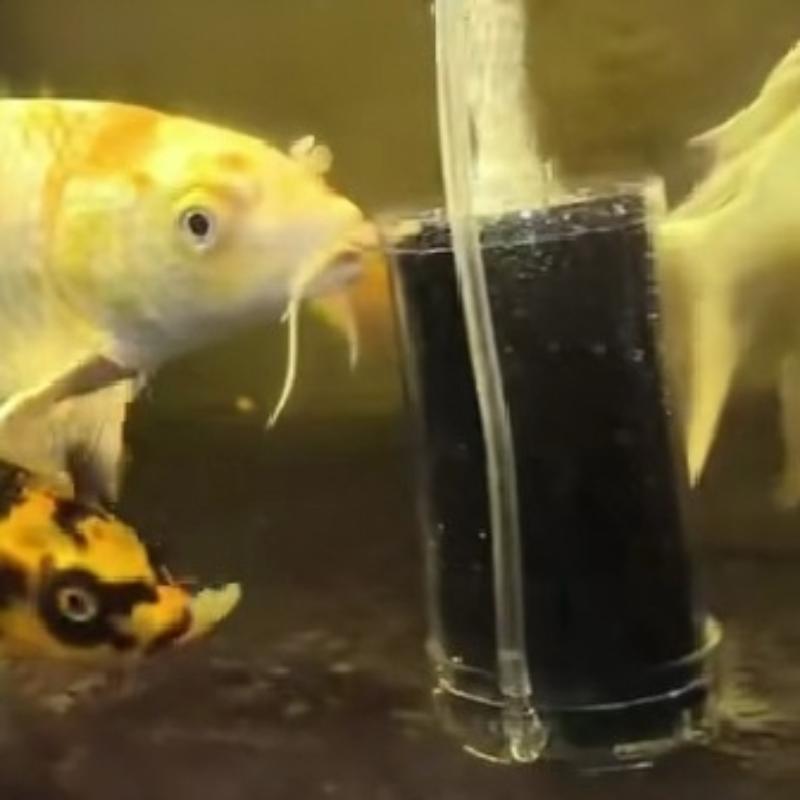 Aquariumfilter Fischtank Garnelenteich Luftpumpe Klein Biochemischer Schwamm Baumwollfilter Bio Aquarium Filterzubehör