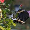 1pc, Wooden Handle Pruning Shears, Fruit Branch Scissors, Elbow Shears, Garden Shears, Fruit Picking Shears 8.07inch/20.5cm