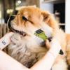 Pet comb pet comb dog comb cat comb open knot comb dog cat hair fading dog cat hair removal pet supplies