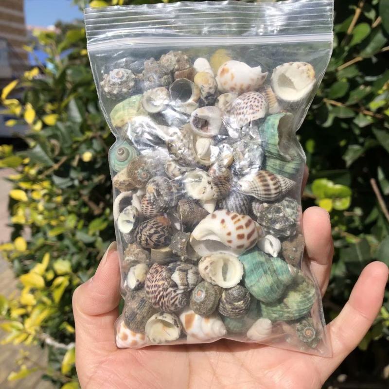 Natural Conch Seashells for Hermit Crabs - Free Shipping, Aquarium Decorations, Water Hardness Regulator