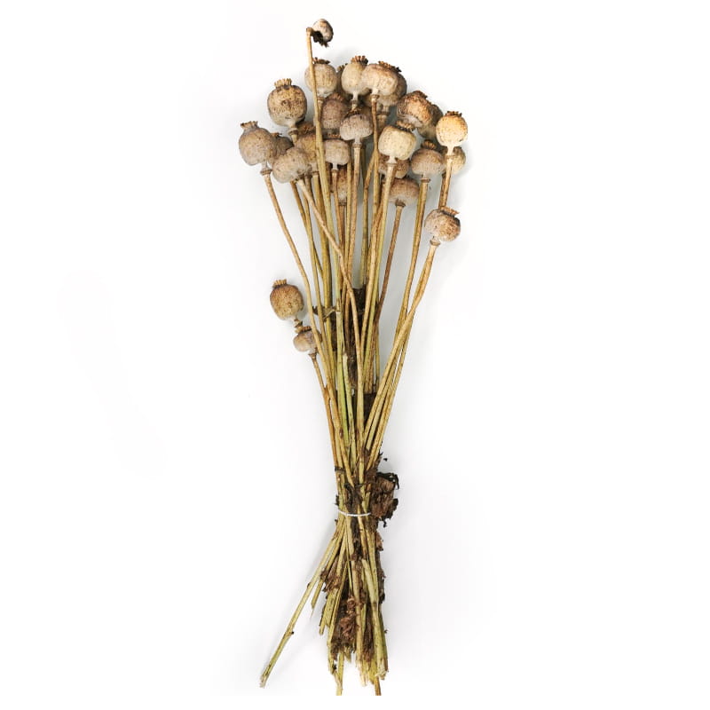 Makówka Suszona (Papaver) - Naturalna