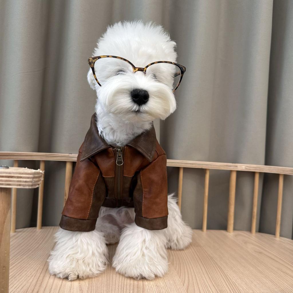 Les Schnauzers en Hiver et en Automne Ressemblent Plus à des Oursons en Peluche qu'à des Corgis ou des West Highland Terriers. Ils ressemblent à des manteaux en cuir à l'ancienne.