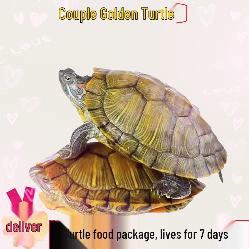 

Golden-lined Turtle: Ornamental Brazilian Pet for Outdoor Ponds 1 piece