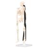 Human Skeleton Model 42cm Detachable Flexible Lightweight PVC Mini Teaching Skeleton Model