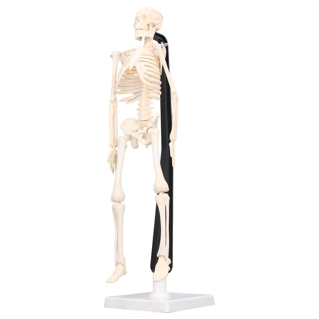 Human Skeleton Model 42cm Detachable Flexible Lightweight PVC Mini Teaching Skeleton Model
