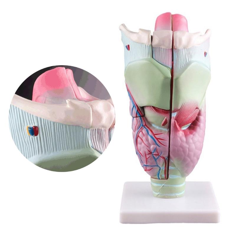Modello di Laringe Umana Modello Anatomico di Laringe Ingrandito Ausilio Didattico Medico per Studenti