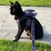 Vest Style Bow Cat Harness Nylon Pet Traction Rope Pet Supplies Dog Leash  Travel