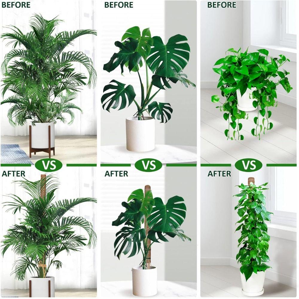 Grow Upwards Moss Pole Sturdy Moss Sticks Durable Plant Support Stakes  Indoor Climbing Plants