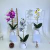 Phalaenopsis Faux Plant For Wedding Decoration And Home Indoor Display
