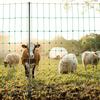 VEVOR Electric Fence Netting, 1.27 M X 50 M, Livestock Net Fencing with Posts & Stakes, Portable Mesh Nets for Goats, Sheep, Deer, Hogs, Dogs